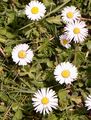 Mehrjähriges Gänseblümchen - Bellis perennis L.