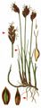 Saltmarsh Flat-Sedge - Blysmopsis rufa (Huds.) Oteng-Yeb.
