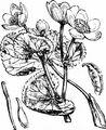 Sumpfdotterblume - Caltha palustris L.