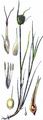 Zypergras-Segge - Carex bohemica Schreb.