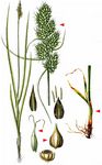 Fuchs-Segge - Carex vulpina L. 