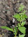 Nettle-Leaved Goosefoot - Chenopodiastrum murale (L.) S. Fuentes & al.