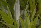 Graue Kratzdistel - Cirsium canum (L.) All.