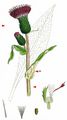 Melancholy Thistle - Cirsium heterophyllum (L.) Hill
