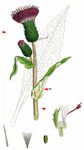 Verschiedenblättrige Kratzdistel - Cirsium heterophyllum (L.) Hill 