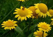 Yellow Chamomile - Cota tinctoria (L.) J. Gay