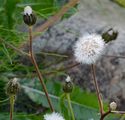 Großköpfiger Pippau - Crepis conyzifolia (Gouan) A. Kern.