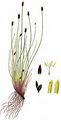 Many-Stalked Spike-Rush - Eleocharis multicaulis (Sm.) Desv.