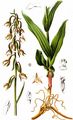 Marsh Helleborine - Epipactis palustris (L.) Crantz