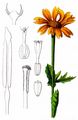 Corn Marigold - Glebionis segetum (L.) Fourr.