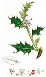 Europäische Stechpalme - Ilex aquifolium L. 
