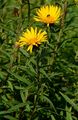 Narrow-Leaved Inula - Inula ensifolia L.