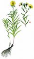 Narrow-Leaved Inula - Inula ensifolia L.