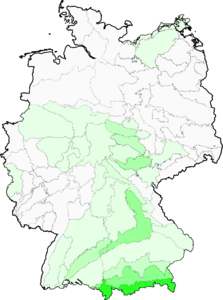 Hieracium bifidum
