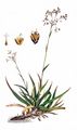 Great Wood-Rush - Luzula sylvatica (Huds.) Gaudin