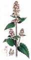 Cat-Mint - Nepeta cataria L.
