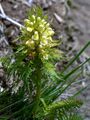 Durchblättertes Läusekraut - Pedicularis foliosa L.