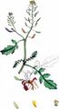 Marsh Yellow-Cress - Rorippa palustris (L.) Besser
