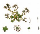Dickblättrige Fetthenne - Sedum dasyphyllum L.