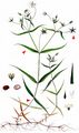 Greater Stitchwort - Stellaria holostea L.