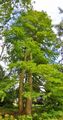 Echte Sumpfzypresse - Taxodium distichum (L.) Rich.