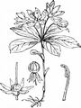 Chickweed-Wintergreen - Trientalis europaea L.