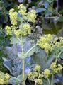 Langhaariger Frauenmantel - Alchemilla crinita Buser