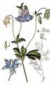 Columbine - Aquilegia vulgaris L.