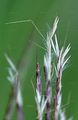 Yellow Bluestem - Bothriochloa ischaemum (L.) Keng