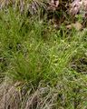 Winkel-Segge - Carex remota L.
