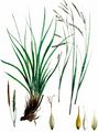 Wald-Segge - Carex sylvatica Huds.