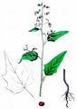 Breitblättriger Gänsefuß - Chenopodiastrum hybridum (L.) S. Fuentes & al.