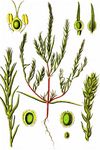 Grauer Wanzensame - Corispermum marschallii Steven 