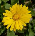 Großblütige Gemswurz - Doronicum grandiflorum Lam.