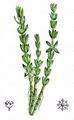 Whorled Waterwort - Elatine alsinastrum L.