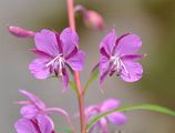 Schmalblättriges Weidenröschen - Epilobium angustifolium L.