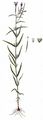 Marsh Willowherb - Epilobium palustre L.