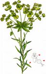 Steppen-Wolfsmilch - Euphorbia seguieriana Neck. 