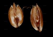 Southern Holy Grass - Hierochloë australis (Schrad.) Roem. & Schult.