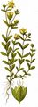 Trailing St John's-Wort - Hypericum humifusum L.