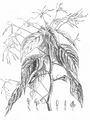 Kleines Springkraut - Impatiens parviflora DC.