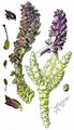 Toothwort - Lathraea squamaria L.