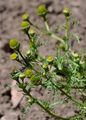 Strahlenlose Kamille - Matricaria discoidea DC.