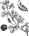 Black Medick - Medicago lupulina L.