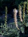 German Tamarisk - Myricaria germanica (L.) Desv.