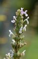 Hairless Cat-Mint - Nepeta nuda L.