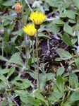 Hoppes Habichtskraut - Pilosella hoppeana (Schult.) F. W. Schultz & Sch. Bip. 