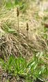 Alpen-Wegerich - Plantago alpina L.