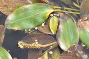 Loddon Pondweed - Potamogeton nodosus Poir.