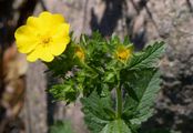 Aufrechtes Fingerkraut - Potentilla recta L.